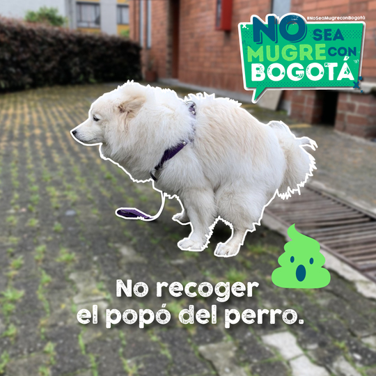 No recoger el popo del perro