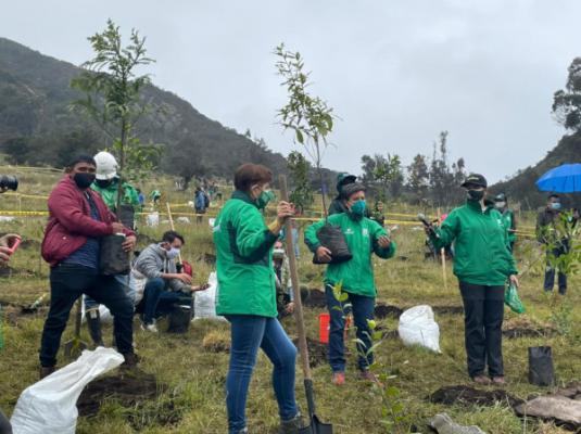 Diez mil árboles restaurarán ecosistemas de Mochuelo Bajo