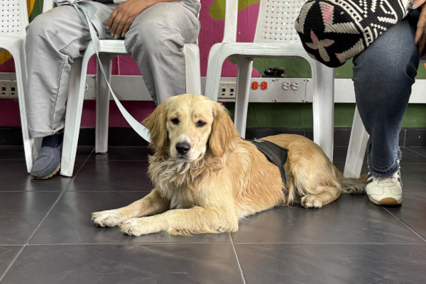 Perro beneficiado con alimento 