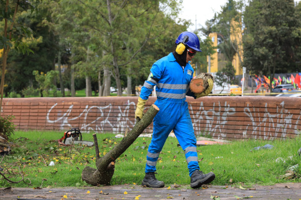 Operario de LIME, recogiendo trozos de tronco podados en la rotonda de la Calle 63 con Carrera 60, con el fin de llevarlos a donde harán la disposición del material.