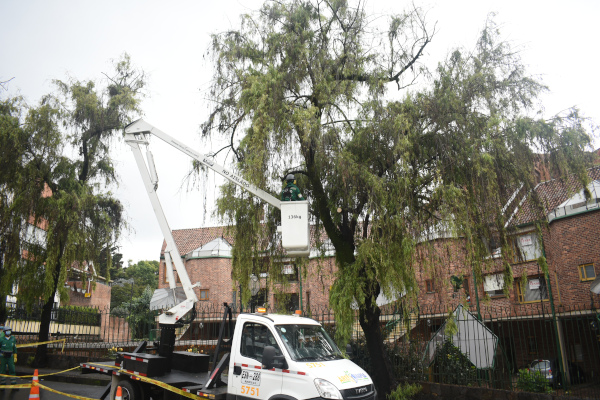 Conoce cómo se realiza la poda de árboles en Bogotá