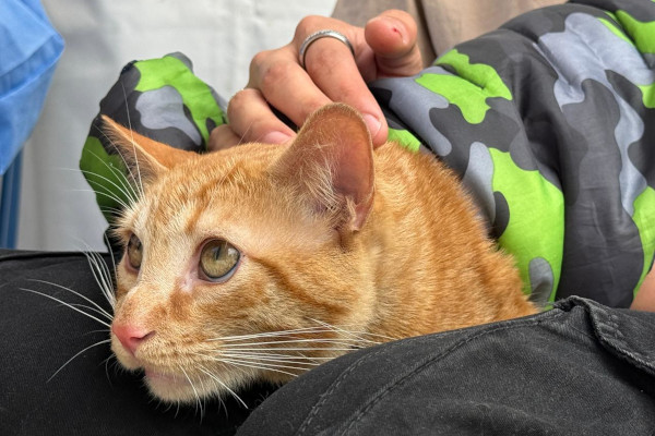 Gato naranja en la jornada 
