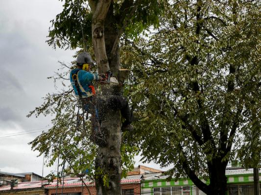 UAESP realiza poda de árboles que interfieren con alumbrado público 