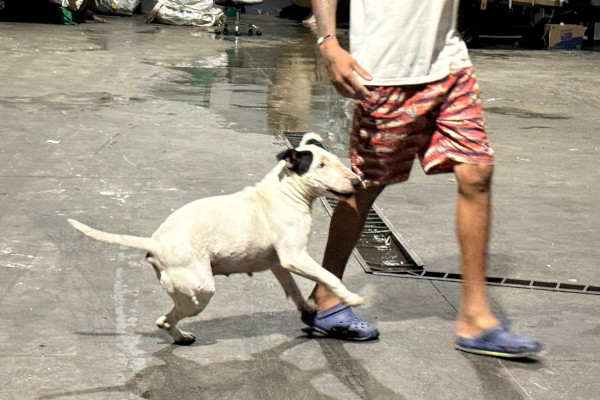 Una perrita compartiendo con su amo 