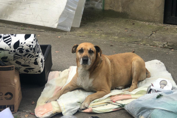 Perros de compañía  