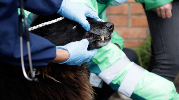 UAESP acompañó jornada de atención a animales en Mochuelo Bajo