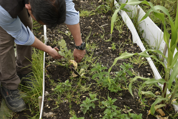 Plano general en exteriores. Se muestra un campo, propiamente una huerta y un hombre está agachado tocando una planta.