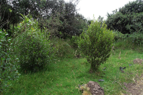Especies nativas sembradas: Alisos, Chilcos, Cosrono y el Arrayanes.