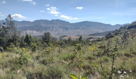 En la imagen: Plantaciones área de amortiguamiento ambiental PIDJ