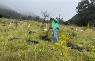 Diez mil árboles restaurarán ecosistemas de Mochuelo Bajo