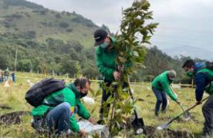 Diez mil árboles restaurarán ecosistemas de Mochuelo Bajo