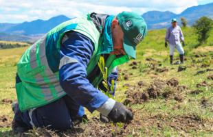 Funcionario de la UAESP está plantando un árbol.