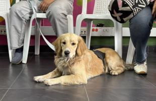 Perro beneficiado con alimento 