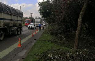 UAESP lidera operativos de poda en la Autopista Norte