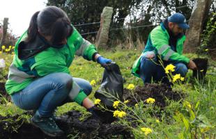 Funcionaria de la UAESP está plantando un árbol en el predio Los Manzanos. 