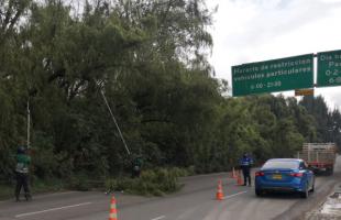 UAESP lidera operativos de poda en la Autopista Norte