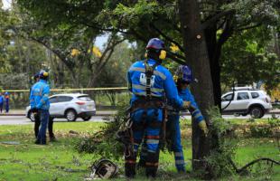 Operarios de LIME, recogiendo las ramas podadas de los àrboles.