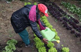 Proceso de riego de lechuga crespa en huerta comunitaria en Mochuelo Alto.