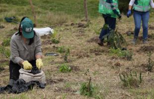 Funcionarios y voluntarios plantando arboles