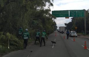 UAESP lidera operativos de poda en la Autopista Norte