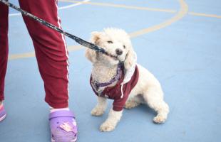 La UAESP y el Instituto de Protección y Bienestar Animal de Bogotá realizaron una jornada de atención veterinaria en Mochuelo Bajo, en la que hubo vacunación antirrábica, valoración médica veterinaria e implantación de microchip de identificación. Ochenta