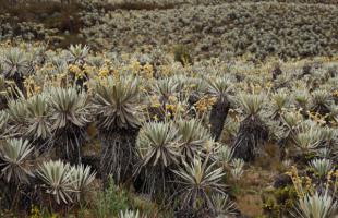  Imagen que muestra miles de frailejones que hacen parte del Parque Nacional Natural de Sumapaz que se conserva en esta localidad rural de Bogotá. El páramo de Sumapaz es el más extenso del mundo y allí nacen los más de una docena de ríos entre ellos el Río Sumapaz y el Río Tunjuelito.