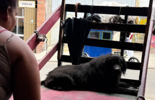 Animales beneficiados 
