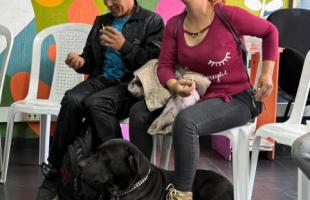 Animales beneficiados 