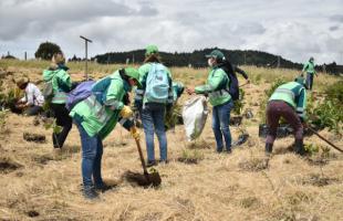 En un terreno que adquirió la UAESP para restaurar los ecosistemas de Mochuelo, colaboradores plantaron 279 árboles. 