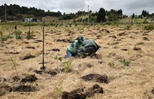 Colaboradores de la UAESP y del Jardín Botánico de Bogotá plantaron árboles de especies nativas. 