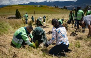 La plantación fue en Predios Doña Juana para reducir el impacto ambiental del Proyecto Sanitario.