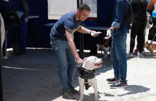 Un perro es recogido por su dueño, luego de ser esterilizado.