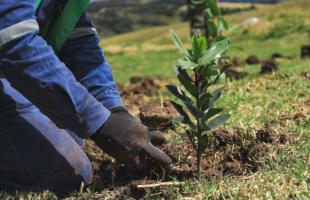 Hayuelo y Cedro fueron unas de las especies que se plantaron durante la jornada.