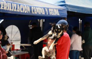 Un perro es cargado, luego de hacerle el procedimiento de esterilización. 