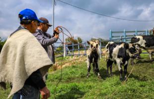 Campesino camina con una de sus vacas en la Feria Ganadera de Mochuelo Alto.