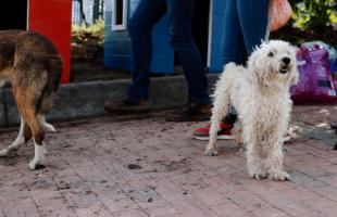 Perro en condición de vulnerabilidad en Mochuelo Bajo. 