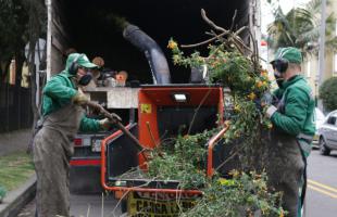 Operario de aseo poda un árbol en un parque.