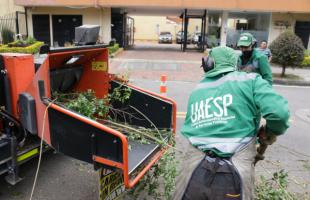 Operario de aseo poda un árbol en un parque.