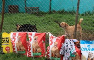 Más de 60 animales se beneficiaron con las donaciones de comida, platos, cobijas y dinero para mejoras. 