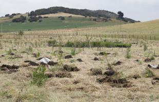 Seguimos plantando árboles en Mochuelo