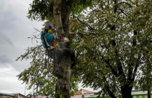 UAESP realiza poda de árboles que interfieren con alumbrado público 