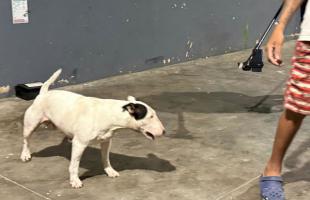 Perrita en el Centro Carretero 