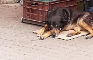 Perros de compañía  