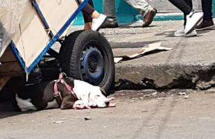 Perros de compañía  