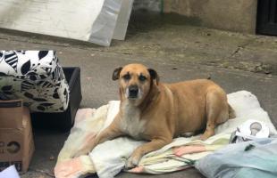 Perros de compañía  