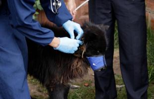 UAESP acompañó jornada de atención a animales en Mochuelo Bajo