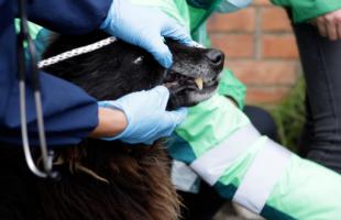 UAESP acompañó jornada de atención a animales en Mochuelo Bajo