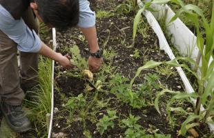 Plano general en exteriores. Se muestra un campo, propiamente una huerta y un hombre está agachado tocando una planta.