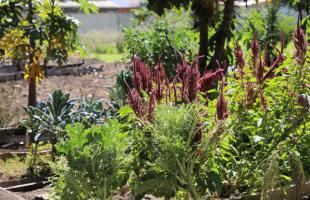 Se ven plantas de la huerta de la universidad.