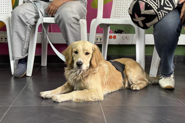 Perro beneficiado con alimento 
